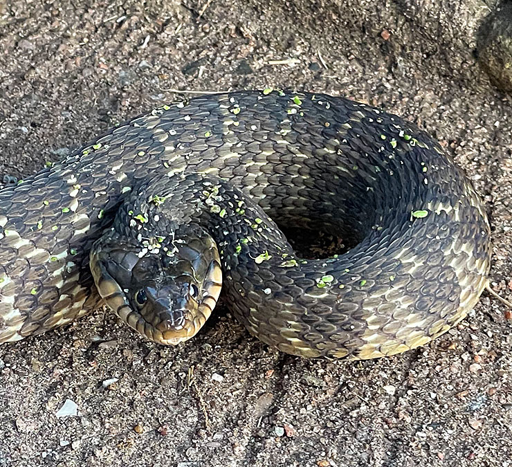 Photo - Closeup of the head of a plain-bellied watersnake