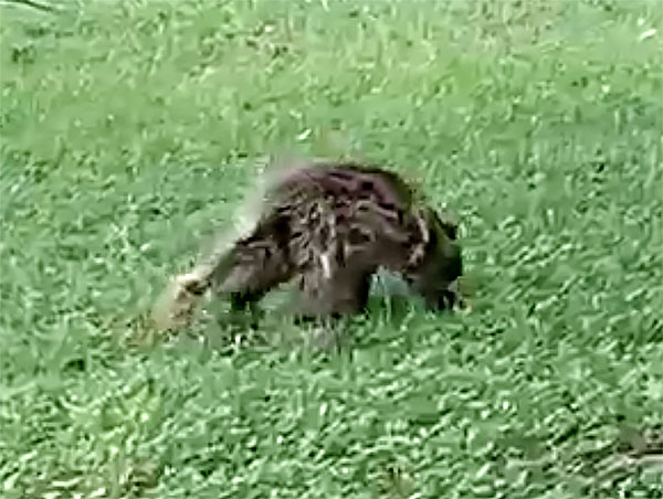 Photo of a porcupine in Texas