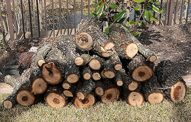 Photo - a stack of log from a pecan tree