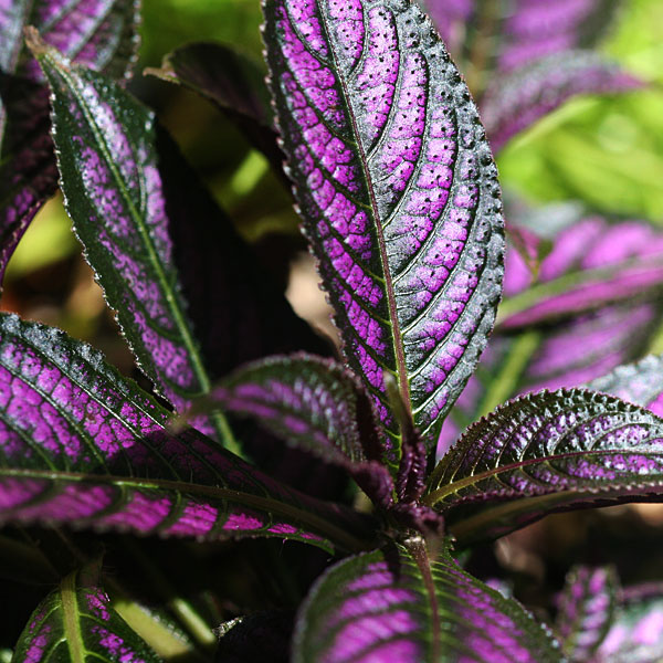 Photo - Foliage on a Persian Shield (Strobilanthes)