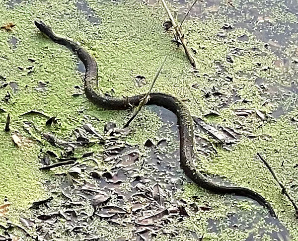 Photo: Plainbellied water snake in creek