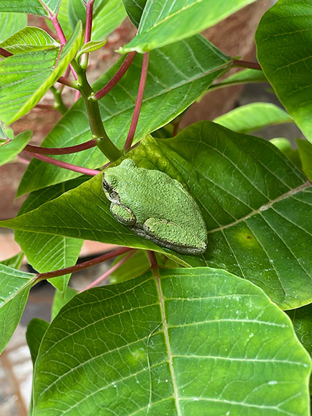 Photo - Lush poinsettia with tree frog