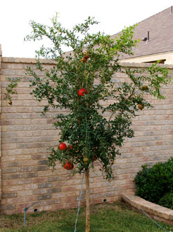 Photo - Pomegranate tree