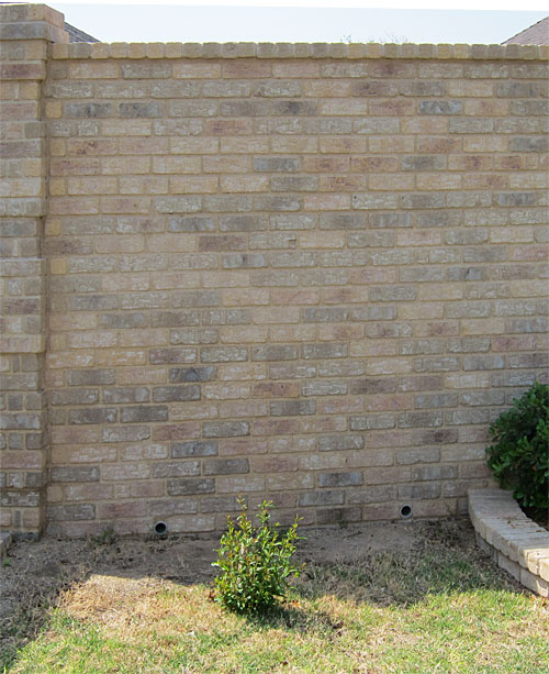Photo of pomegranate bush in April, 2011