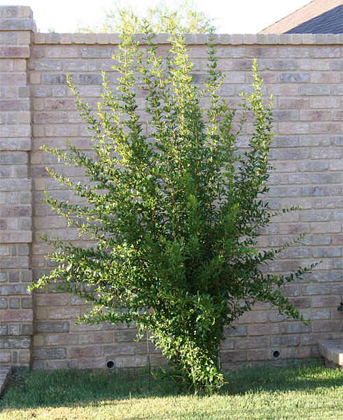 Photo of pomegranate bush in August, 2011