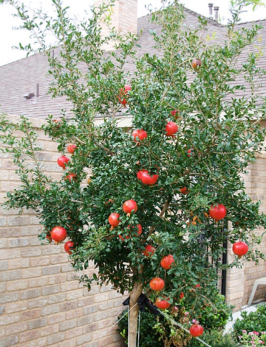 Photo of pomegranate tree heavy with fruit