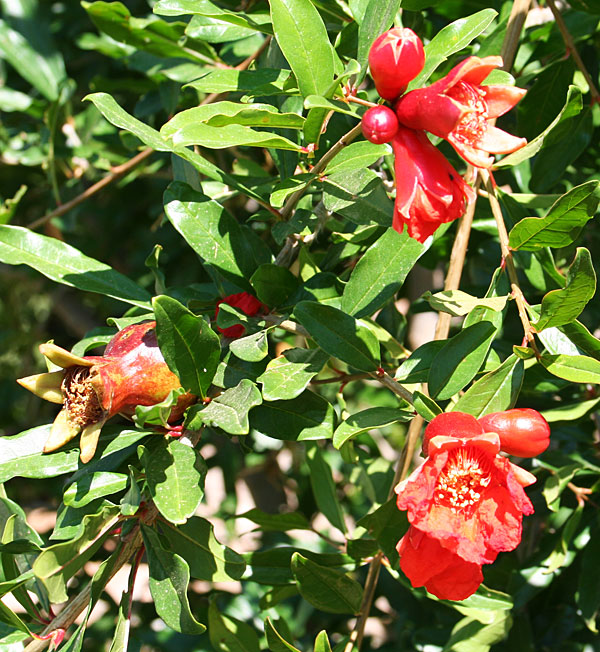 Photo of pomegranate blooms and immature fruit