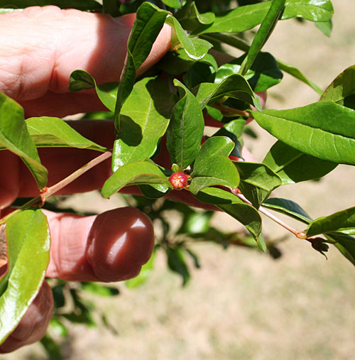 Photo - tiny pomegranate