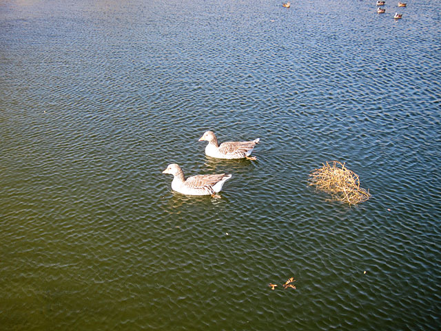 Photo - Geese in pond next to a tumbleweed