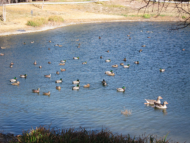 Photo - A bunch of ducks floating in a pond