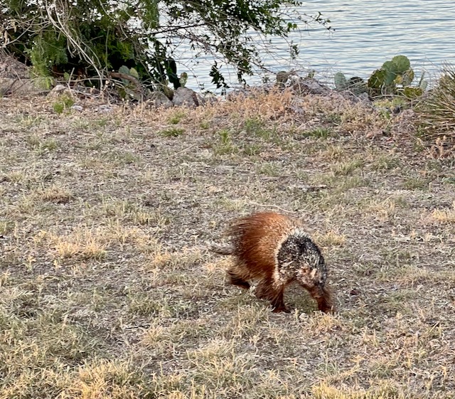 Photo: Porcupine near the Lake LBJ lighthouse