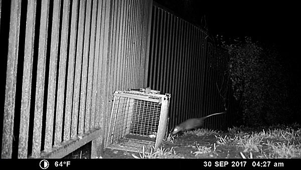 Photo - Possum first appears on camera
