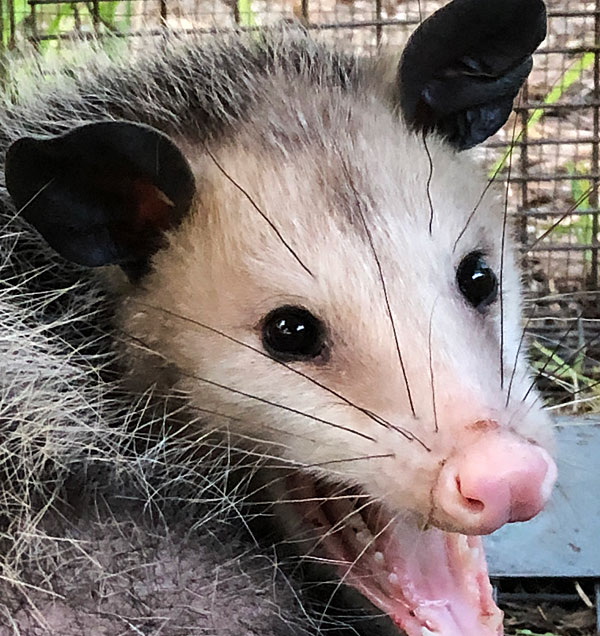 Photo - Closeup of a possum's face