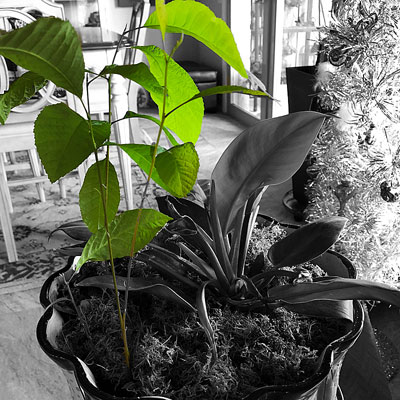 Two little pecan trees growing inside our house