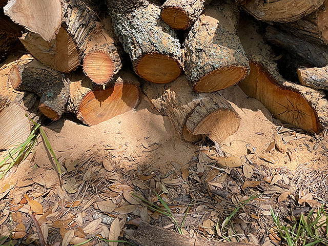 Photo: Powder post beetle are turning my firewood into sawdust