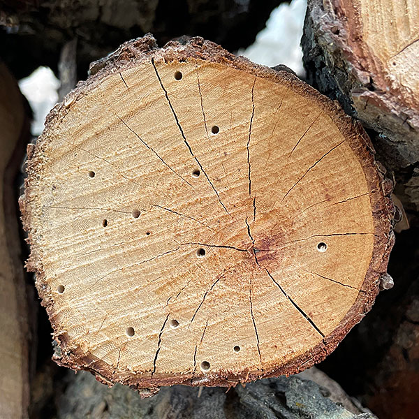 Photo: Shot holes in firewood made by powder post beetles