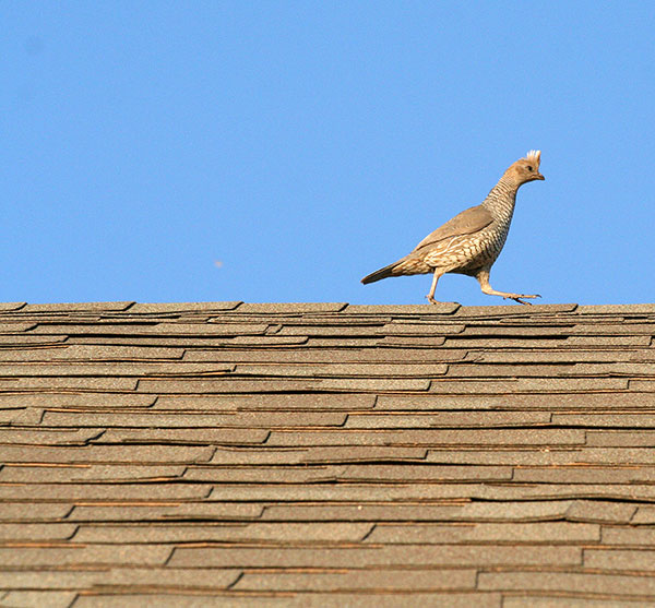 Photo - A blue quail walks along the ridgeline of a house roof