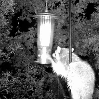 Photo - Raccoon raiding our bird feeder