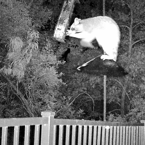 Trail camera photo showing raccoon atop squirrel guard, eating from the bird feeder