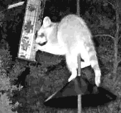 Animated GIF of raccoon atop the squirrel guard, eating from the bird feeder