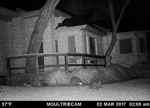 Raccoons: Nature's little felons