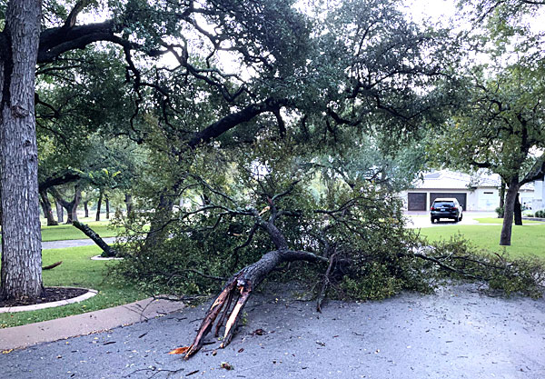 Photo - downed tree limbs blocking the street