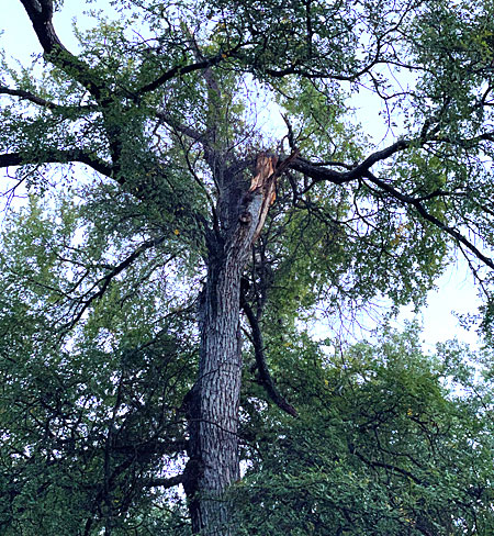 Photo - a view of the cedar elm