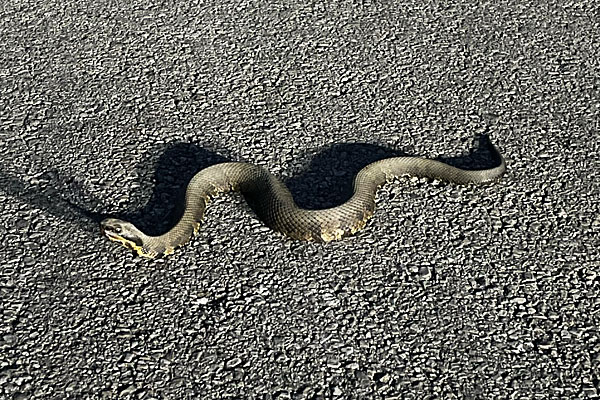 Photo - Cottonmouth snake in the road