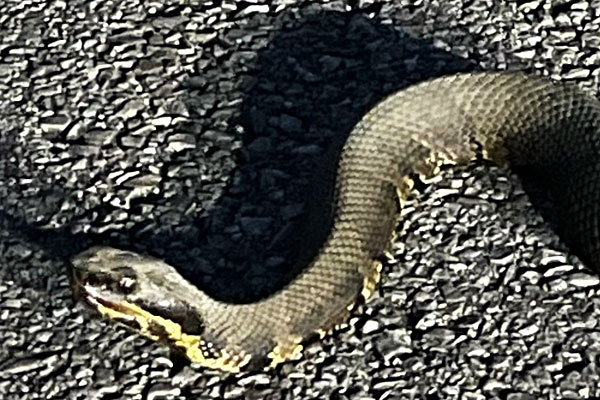 Photo - closeup of a cottonmouth snake's head