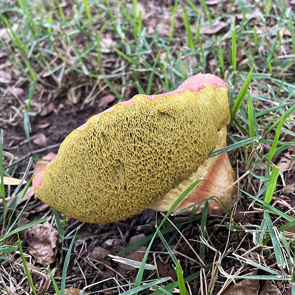 Photo of a mushroom that resembles a grapefruit