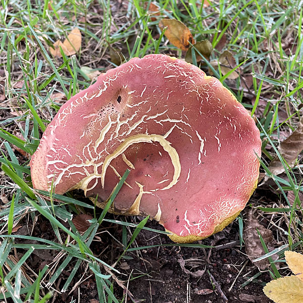 Photo of a mushroom that resembles a grapefruit