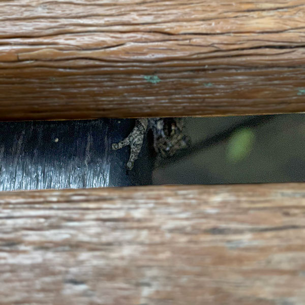 Photo - tree frog hiding under a lounge chair