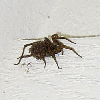 Horrifying photo of female wolf spider covered with baby spiderlets