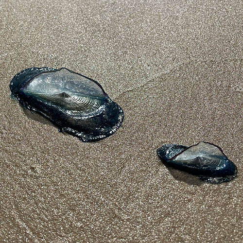 Photo of two Velella on the beach at South Padre Island