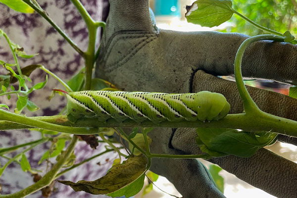 Photo - Tomato horn worm on tomato plant