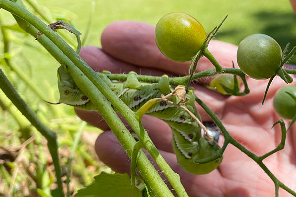 Photo - Tomato horn worm on tomato plant