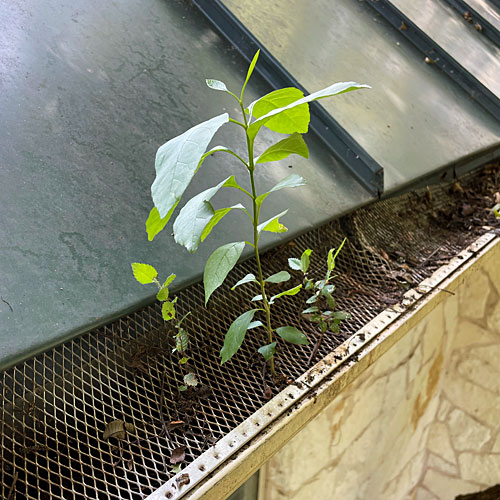 Photo - Tree seedlings coming up in our rain gutters