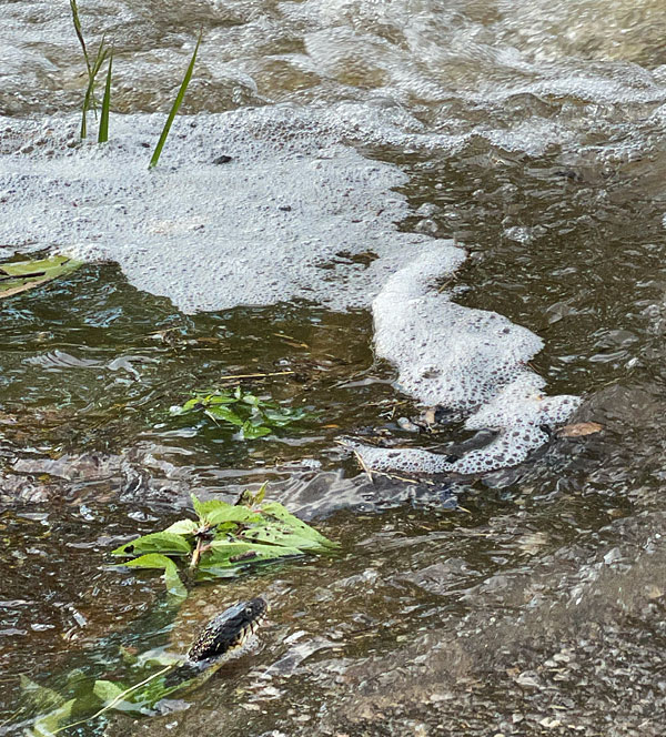 Photo - Plain-bellied water snake in the creek