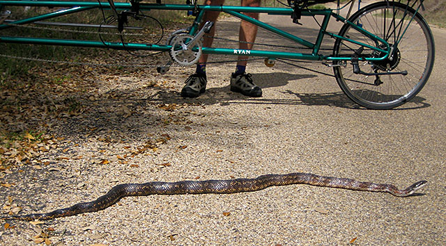 Photo: rat snake stretched out alongside our recumbent tandem bicycle