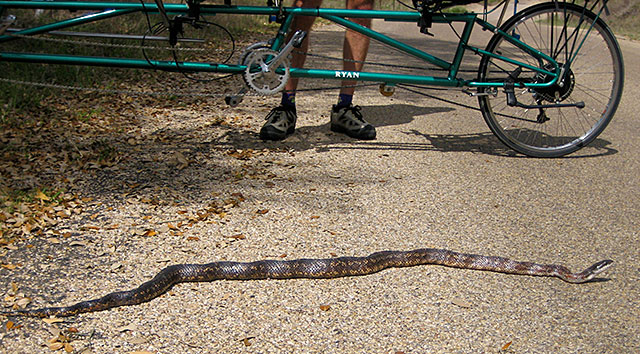 Photo: rat snake stretched out alongside our recumbent tandem bicycle