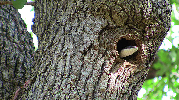 Photo: Rat snake peering out of a hole in a tree