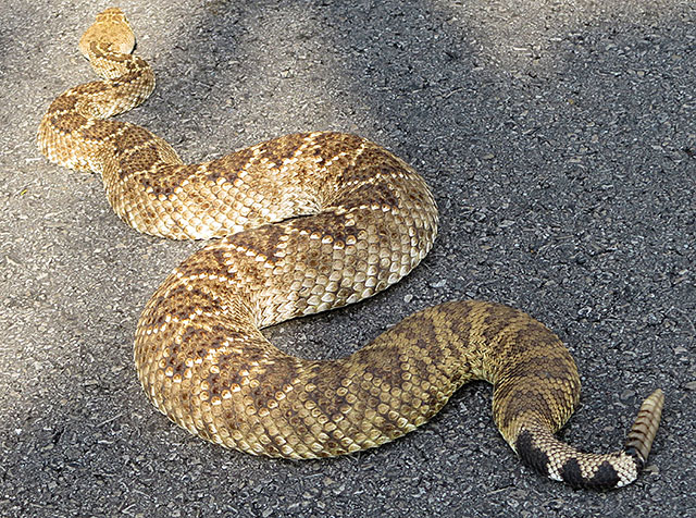 Photo: Diamondback rattlesnake in the road