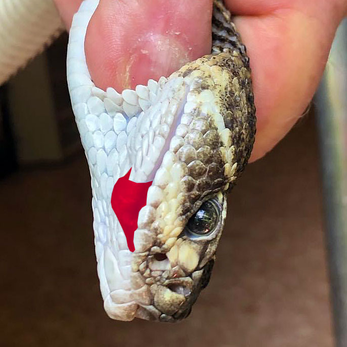 Photo - Rattlesnake with fang pointing backwards, outside of mouth