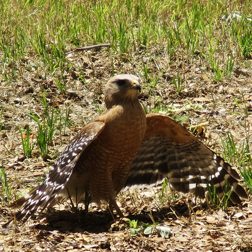 Photo - Red-shouldered hawk sunning itself next to our driveway