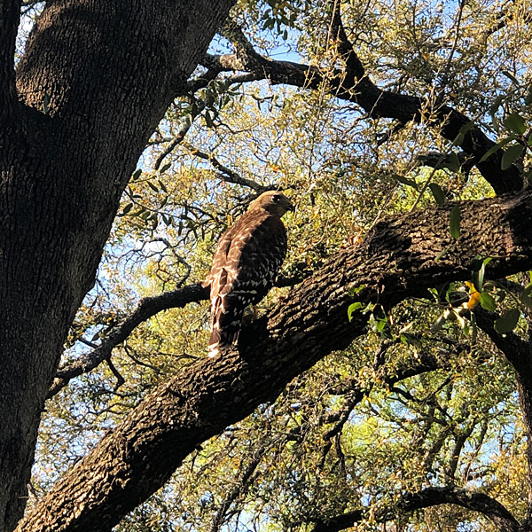 Photo - Red Shouldered Hawk in tree