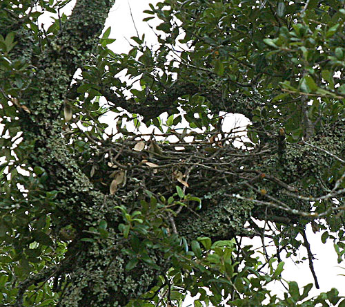 Photo - Red-shouldered hawk nest