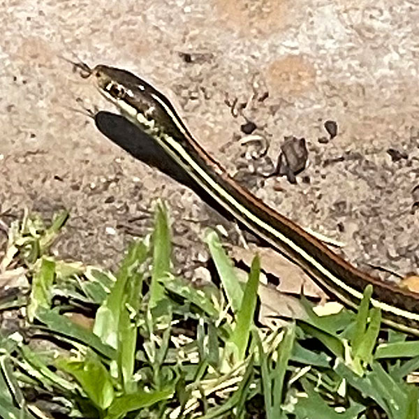 Photo - Western ribbonsnake