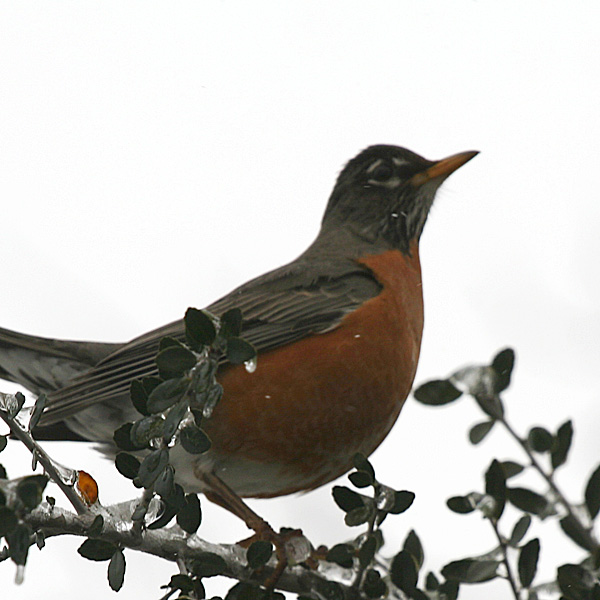 Photo - Robin in yaupon