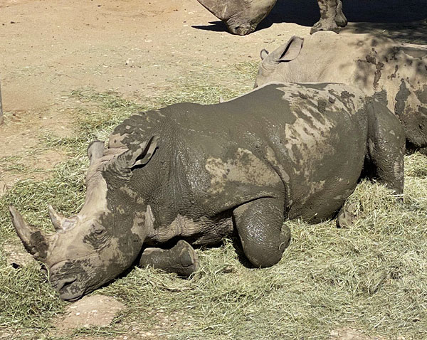 Photo - A muddy rhino sleeping on a bed of straw