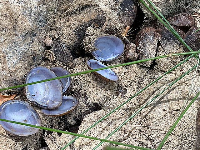 Photo: Closeup of shells in bed of Pecan Creek, Horseshoe Bay, Texas